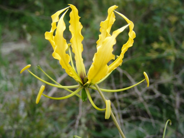 soutpansberg botany 2